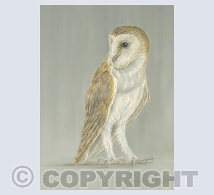 Barn Owl on Grey