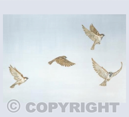 Flight of Sparrows