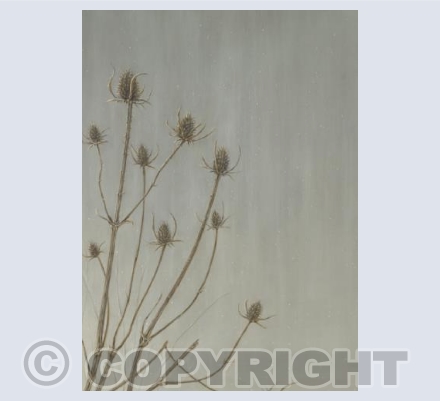 Teasels
