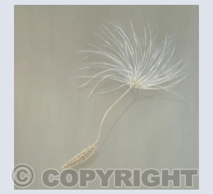 Dandelion
