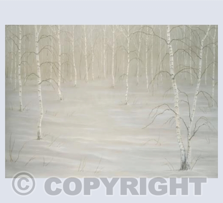 Birch Forest