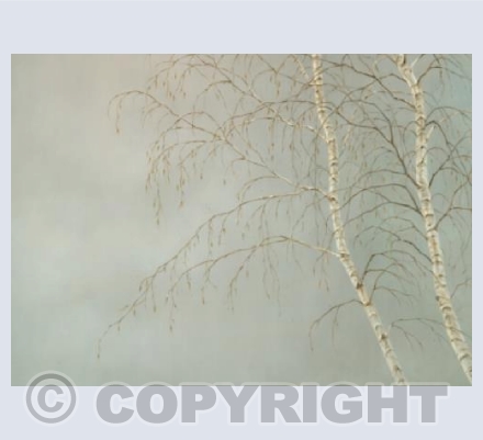 Silver Birches