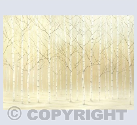 Birch Thicket