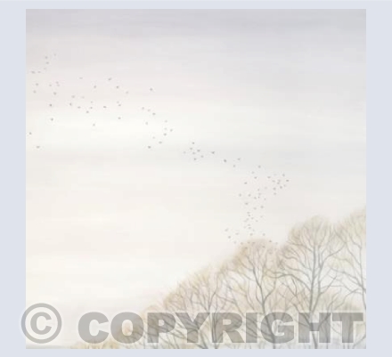 Murmuration of Starlings