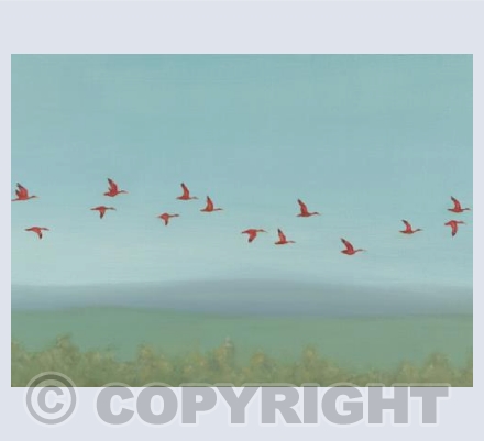 Scarlet Ibis