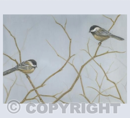 Chickadees