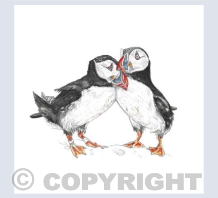 Atlantic Puffins