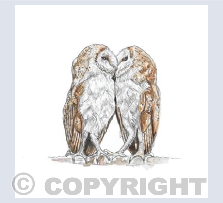Barn Owls