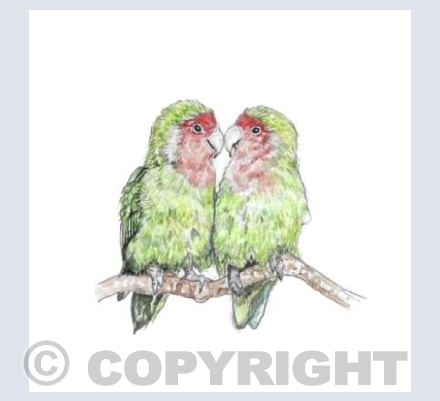 Lovebirds
