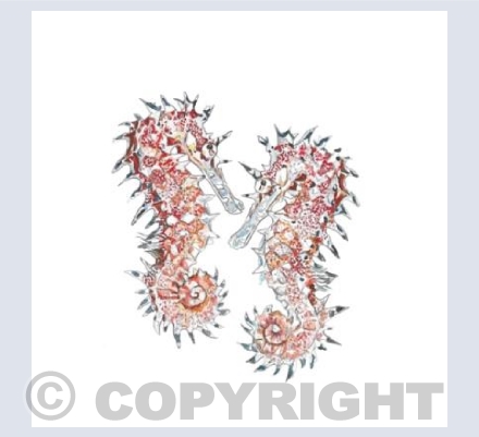 Seahorses