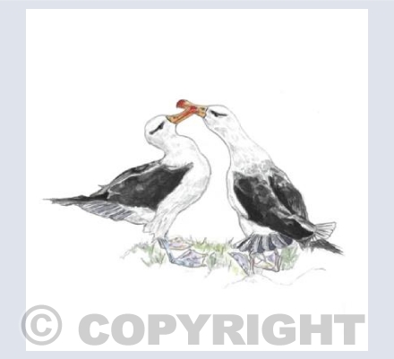 Albatross