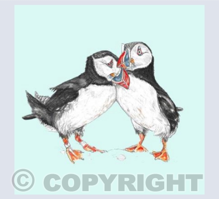 Puffins Turq