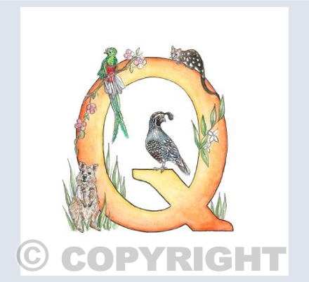 'Q' letter illustration