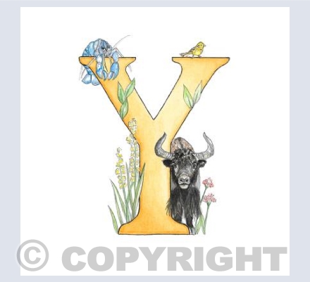 'Y' Letters