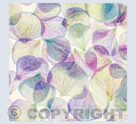 Petal Dream