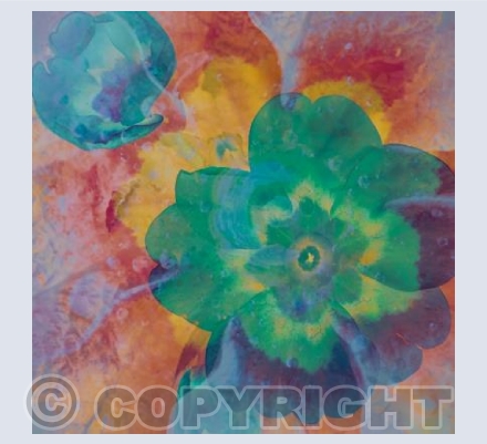 Primula Abstract