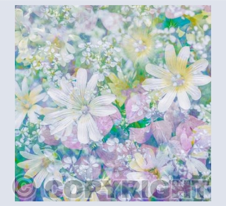 Summer Hedgerow