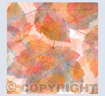 Maple Mirage