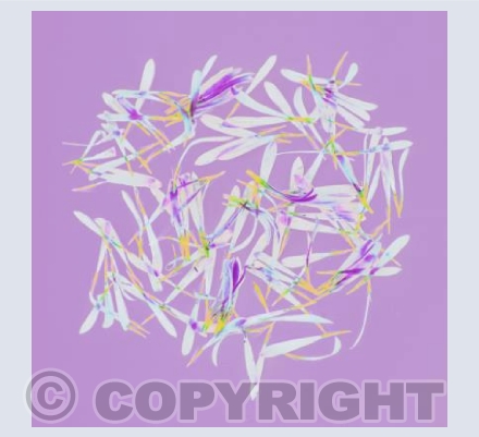 Petal Calligraphy