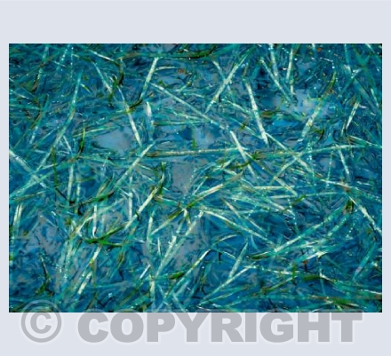Pond Patterns