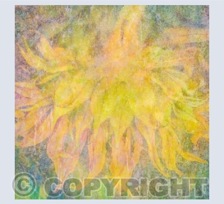 The Fading Sunflower