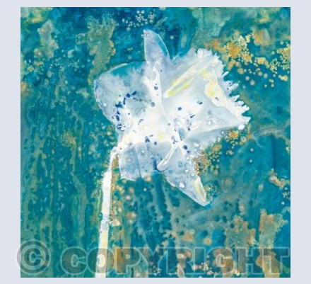 Daffodil Dream