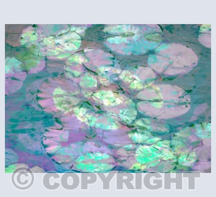 Water Lily Pastels