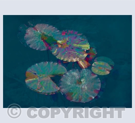 Water Lily Dreams