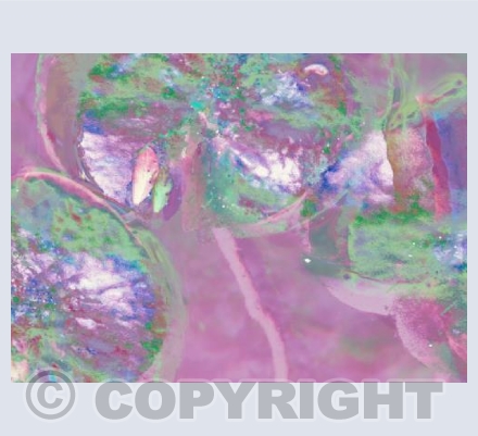 Water Lily Abstract