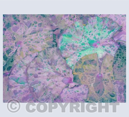 A Carpet of Water Lilies