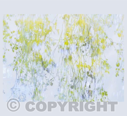 The Birch Veil