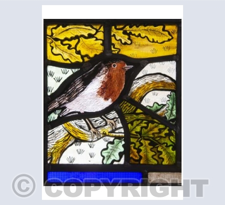 Robin in an oak tree