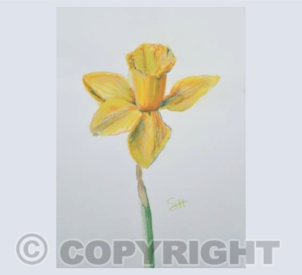 Single Daff