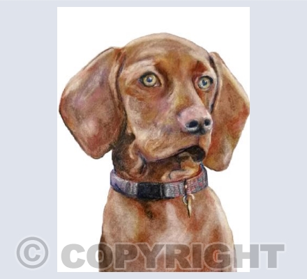 Jaz - Hungarian Vizsla