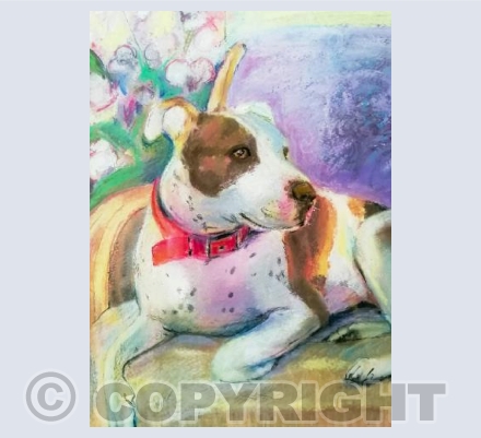 Roxy the American Pit Bull