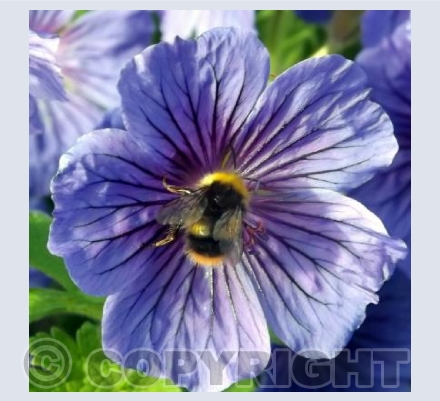 Bee Flower
