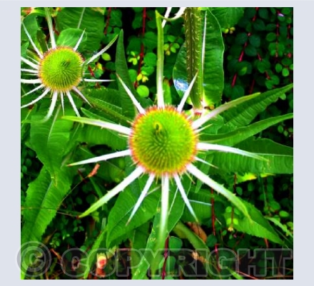 Spiky