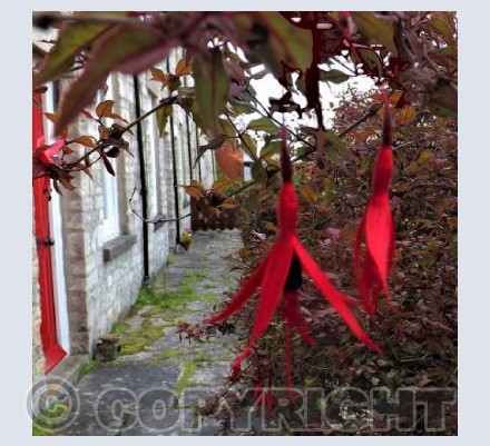 Red Fuchsia