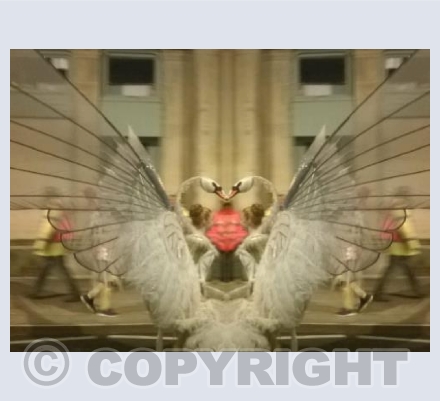 Carnival Swan Kiss