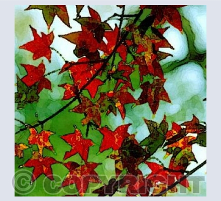 Autumn Leaves