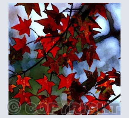 Red Leaves chill