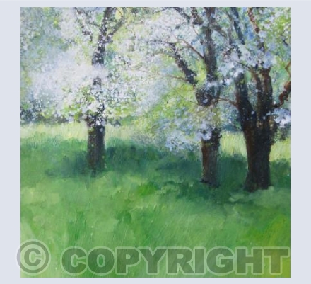 Cherry Blossom