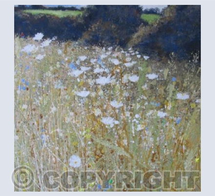 Summer meadow, White Daisies.