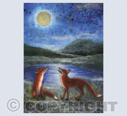 Star-gazing foxes