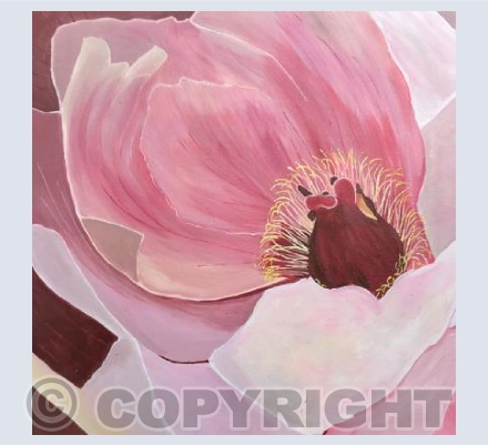 Hellebore bloom