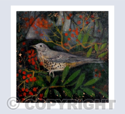 SONG THRUSH AT THE GLOAMING