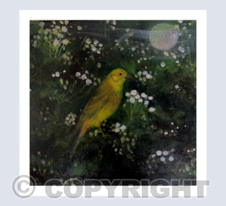 YELLOW HAMMER, HAWTHORN SONG