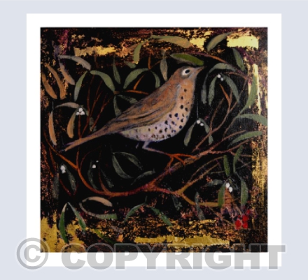 DARKLING THRUSH