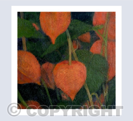 CHINESE LANTERN, THE MELLOW DAYS