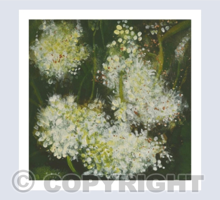 MEADOWSWEET